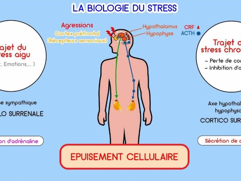 Biologie Du Stress 1024x628