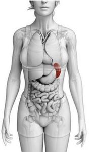 Rate En Medecine Occidentale 180x300
